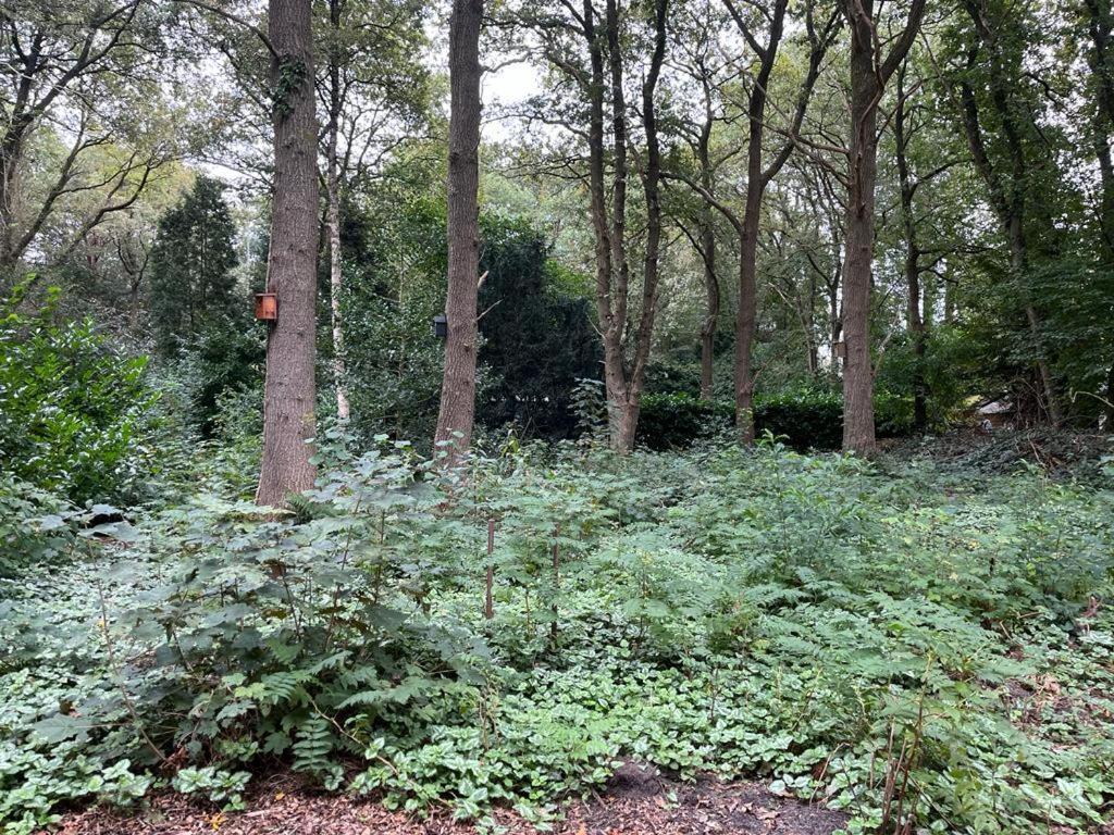Huisje In Het Bos Zuidlaren Exterior foto